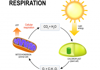 In the Classroom: The Cellular Respiration Story by Carley Thomas