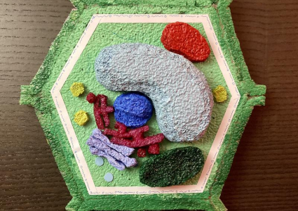 Student Spotlight: Skylar Cheng’s Model Plant Cell