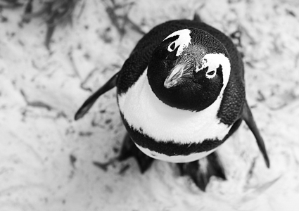 The world needs physics – and penguins too!